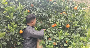 果香溢山间 帮扶暖民心 | 威尼斯人博彩组织职工爱心认购千拖村脐橙