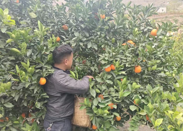 果香溢山间 帮扶暖民心 | 威尼斯人娱乐场组织职工爱心认购千拖村脐橙